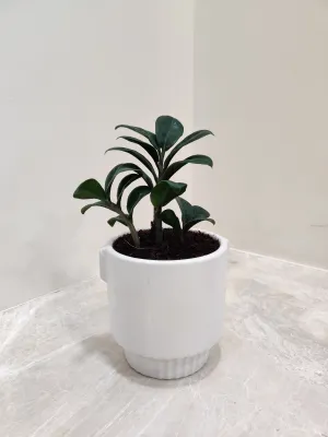 Zamiaculacus Zenzii Corporate Plant Gift